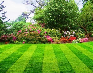 lawn-maintenance